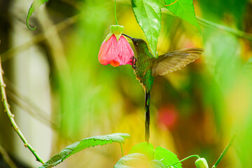 Colibrí Colilargo Menor/ Lesbia nuna localizado alimentándose en una flor de un jardín de Quito, Ecuador  © Migue