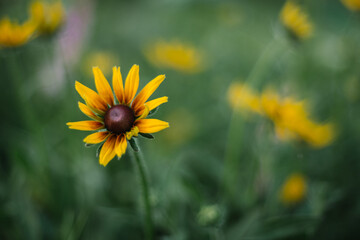 Kwiat kwitnącej rudbekii 
