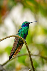 Quinde Herrero / Colibri coruscans / Sparkling Violetear - Ave urbana de la ciudad de Quito, Ecuador