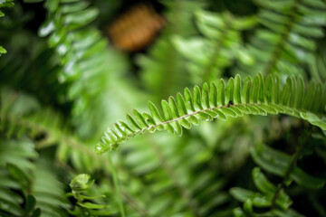 Blurred Background tropical green leaves . Vivid summer floral Foliage Green greenery with leaves In the garden path can be used for display or enter text and montage anything your