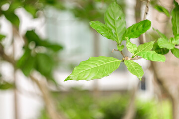 Blurred Background tropical green leaves . Vivid summer floral Foliage Green greenery with leaves In the garden path can be used for display or enter text and montage anything your