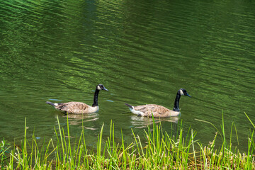 canada goose family