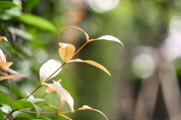 Blurred Background tropical green leaves . Vivid summer floral Foliage Green greenery with leaves In the garden path can be used for display or enter text and montage anything your