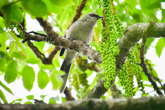 Sinsonte Tropical / Mimus gilvus - Ave urbana localizada en la ciudad de Quito, Ecuador