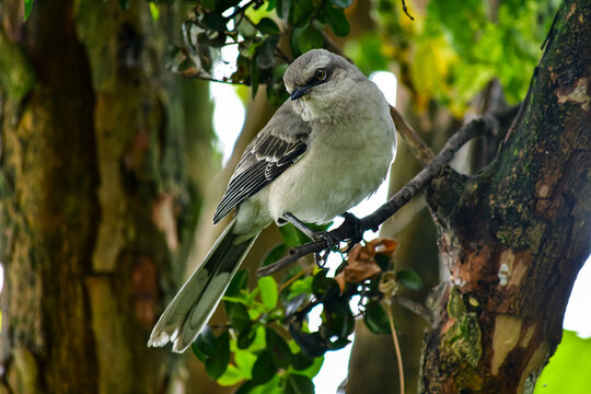 Sinsonte Tropical / Mimus gilvus - Ave urbana localizada en la ciudad de Quito, Ecuador
