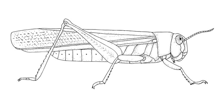 black and white grasshopper side view clip art preview