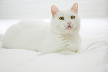 White cat Short Hair Looking at you On White room background . Fat white Cat cute ginger kitten on bed . Cat fluffy pet is feeling happy and cat lovely comfortable . love to animals pet concept .