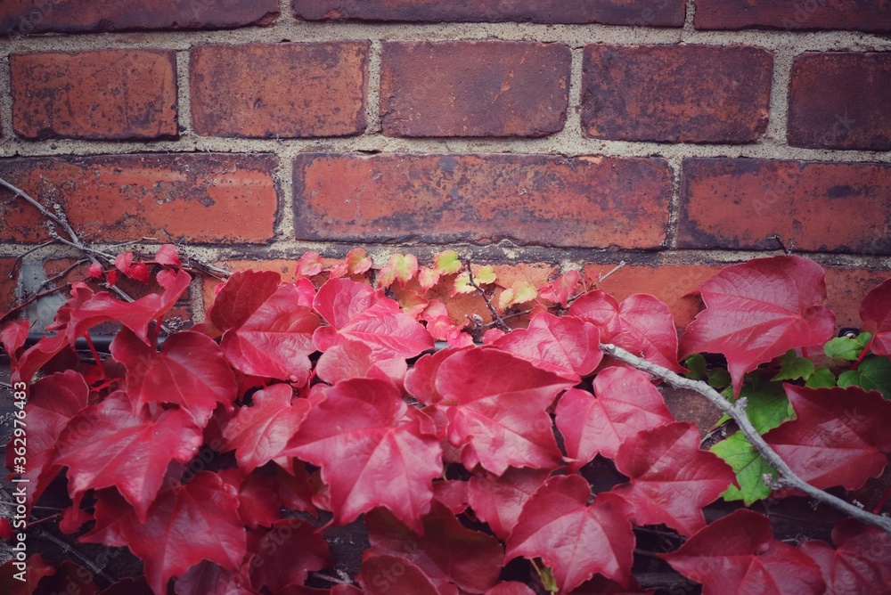 Wall mural soft focus of red maple leaves on old brick wall in autumn. vintage style picture. nature and backgr
