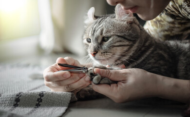 Trimming Cat clippers nails . Owner's hand holding clippers nail and cat's paw nails Selective focus on the claws