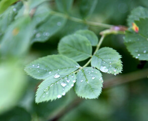 Drop of morning rain on a rosehip leaf