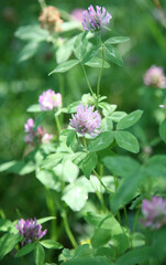 Fototapeta premium Floral field background with red clover