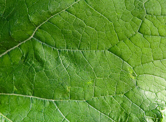Leaf of old burdock in sunlight as background