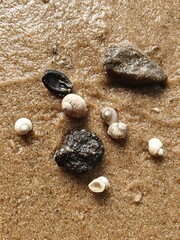 Shells and colorful pebbles on wet sand