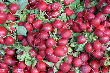 Pile of radish in the market