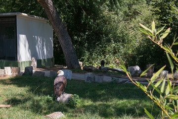 orzeł bielik drzewo ptak  natura © Katarzyna