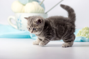 Pretty kitten playing with yarn ball on light background.