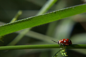 Fototapeta premium Joaninha sobre folha de capim.