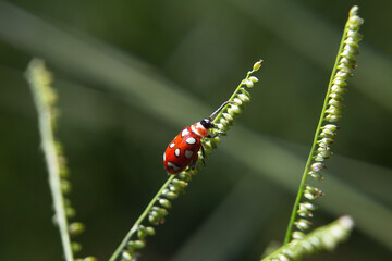 Joaninha sobre folha com sementes de capim.