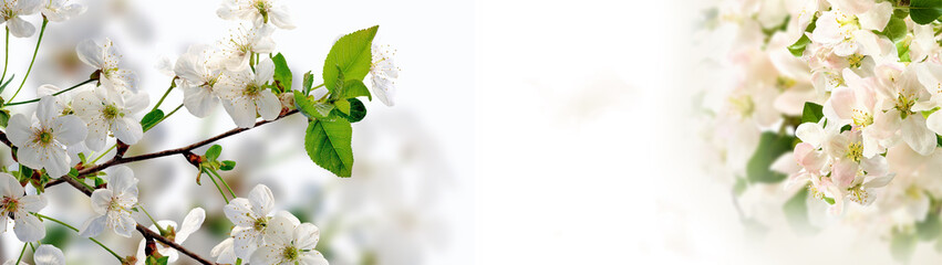 Fototapeta premium beautiful flowers in the garden on white background