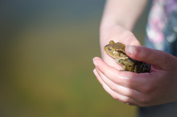 wild frog in human hand