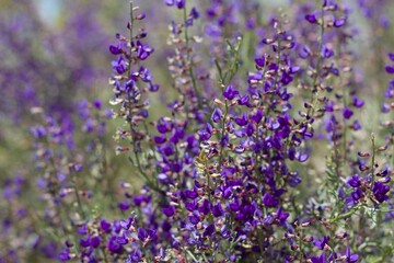 Naklejka premium Purple Raceme bloom on California Indigo Bush, Psorothamnus Arborescens, Fabaceae, native Perennial Deciduous Shrub on the edges of Joshua Tree City, Southern Mojave Desert, Springtime.