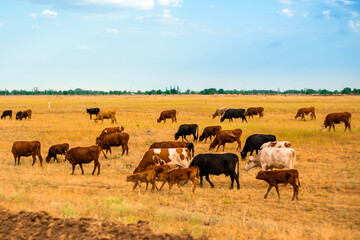 Fototapeta na wymiar herd of grazing.cows on a yellow field, agricultural farm, summer day