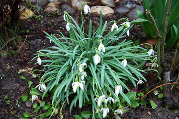 Zarte, mit Tau bedeckte erste Frühlingsschneeglöckchen vor dem Hintergrund von Erde und Steinen