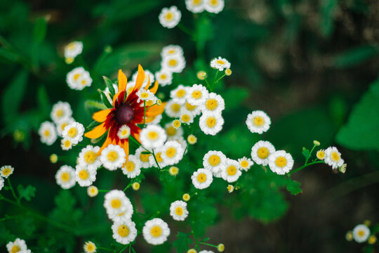 Kwitnące pole wrotycz maruna z ż&oacute;łtą rudbekią