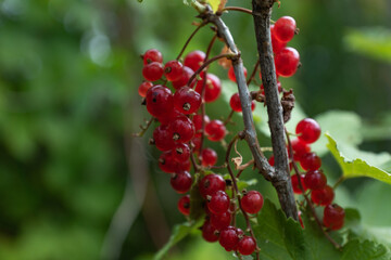 red currant Bush on a beautiful background