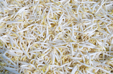 fresh raw peeled green bean sprouts