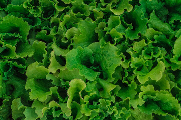 lettuce leaf texture on a green background
