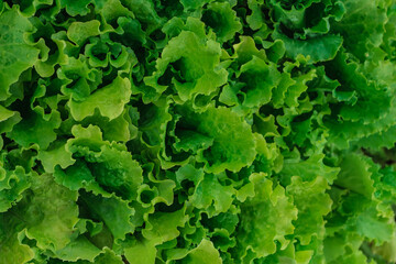 lettuce leaf texture on a green background