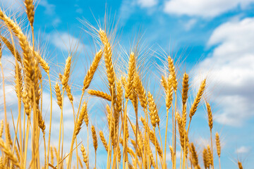 yellow ears of wheat against the blue sky. Ripened bread. harvest