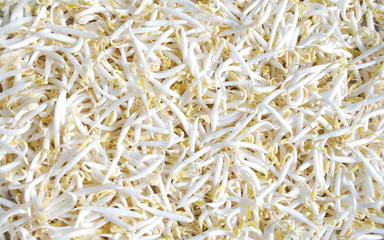 fresh raw peeled green bean sprouts