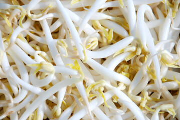 fresh raw peeled green bean sprouts