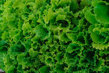 lettuce leaf texture on a green background