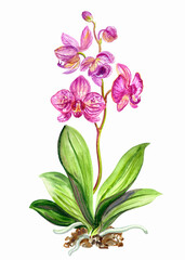 Orchid pink phalaenopsis with a stem, dews and buds, watercolor botanical illustration on a white background, isolated.