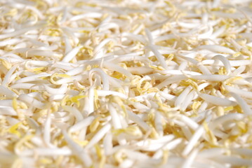 fresh raw peeled green bean sprouts