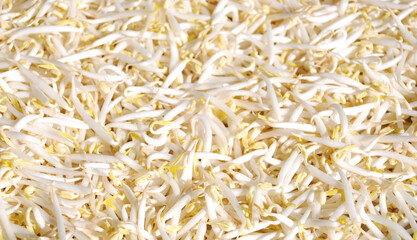 fresh raw peeled green bean sprouts