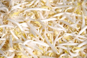 fresh raw peeled green bean sprouts