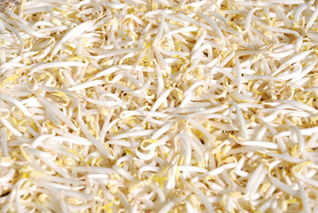 fresh raw peeled green bean sprouts