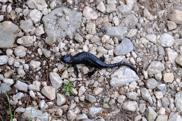Alpensalamander auf Wanderschaft