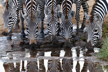 Fototapeta na wymiar Zebras drinking water in Serengeti, Tanzania