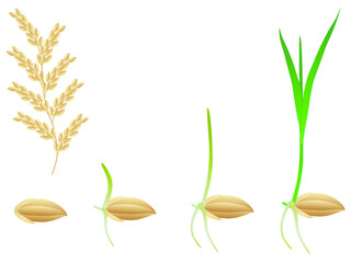 Sequence of a rice  plant growing isolated on white.