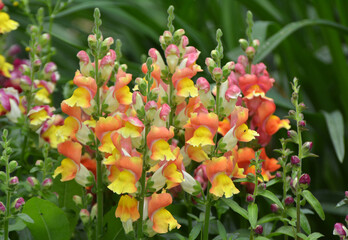 Antirrhinum blooms in the garden