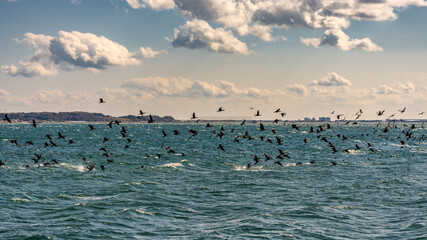 Black cormorants flying above lake Hamana in Shizuoka Prefecture of Japan
