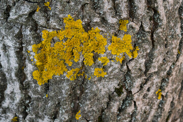 Yellow orange mold on a oak tree bark in woodland