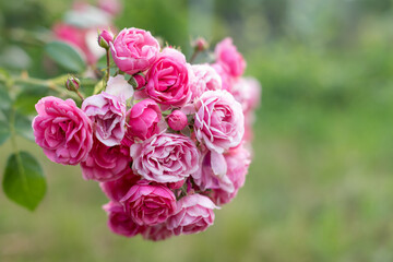 Pink roses in the garden. Blooming climbing roses on the bush. Flowers growing in the garden....