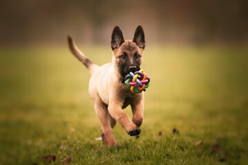 Selective focus shot of an adorable Belgian malinois puppy playing with a ball - obrazy, fototapety, plakaty