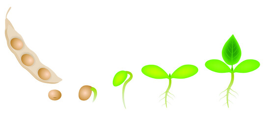 Sequence of a soybean plant growing isolated on white.